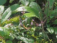 Stenoglottis fimbriata