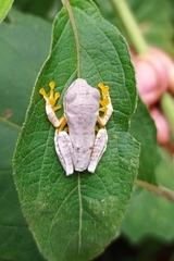 Rhacophorus margaritifer