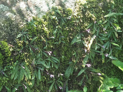 Stenoglottis fimbriata