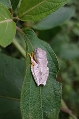 Rhacophorus margaritifer