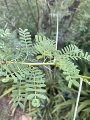 Vachellia karroo