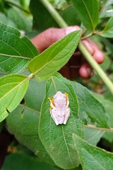 Rhacophorus margaritifer