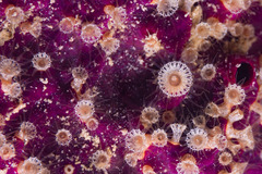 Zoantharia
