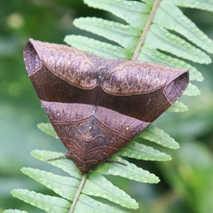 Bastilla maturata
