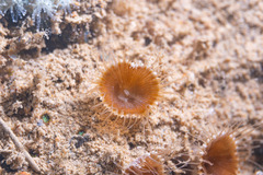 Zoantharia