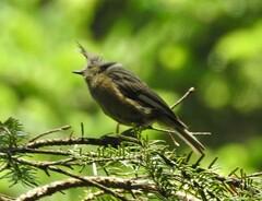 Lophophanes dichrous