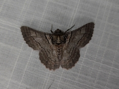 Hypobapta tachyhalotaria