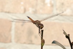Tramea loewii