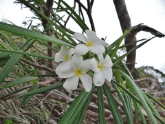 Plumeria alba