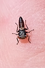 Eurymeloides