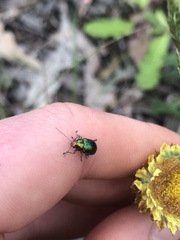 Diphucephala