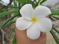 Plumeria alba
