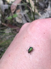 Diphucephala