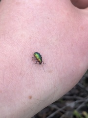 Diphucephala