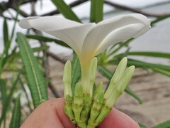Plumeria alba