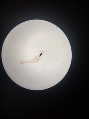 Amoebidae