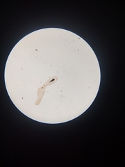 Amoebidae