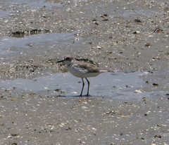Charadrius leschenaultii