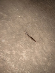 Scolopendra subspinipes