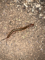 Scolopendra subspinipes