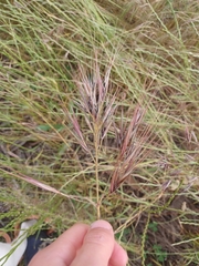 Bromus rubens