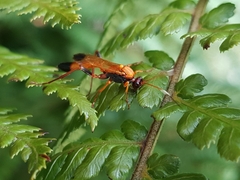 Ctenochares bicolorus