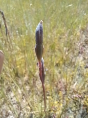 Thelymitra pauciflora