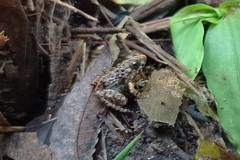 Limnonectes microdiscus