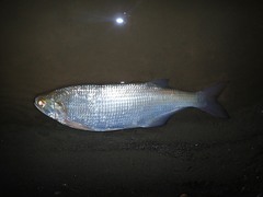 Hiodon alosoides