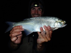 Hiodon alosoides