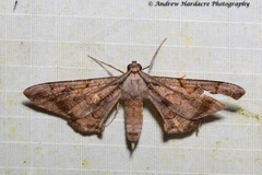 Hypochrosis binexata