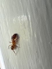 Camponotus variegatus