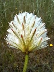 Ptilotus macrocephalus