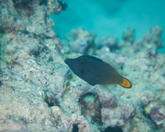 Pervagor aspricaudus