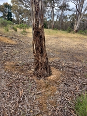 Eucalyptus melliodora