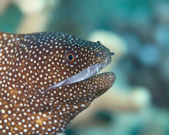 Gymnothorax meleagris