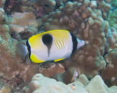 Chaetodon unimaculatus