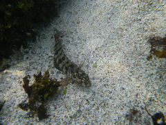 Gobioclinus dendriticus