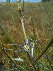 Eryngium ovinum
