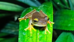 Rhacophorus margaritifer