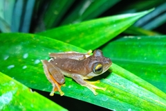 Rhacophorus margaritifer