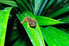 Rhacophorus margaritifer