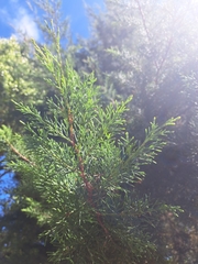 Cupressus lusitanica