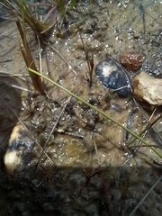 Centrolepis aristata