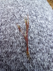 Centrolepis aristata