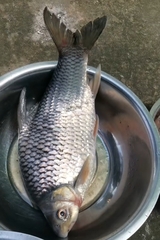 Cyclocheilichthys armatus