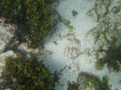 Gobioclinus dendriticus