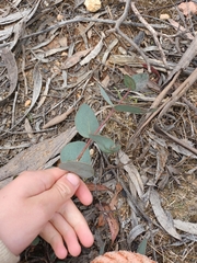 Eucalyptus cinerea