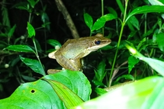 Chalcorana chalconota