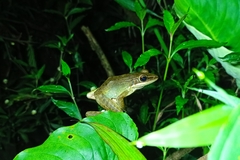 Chalcorana chalconota